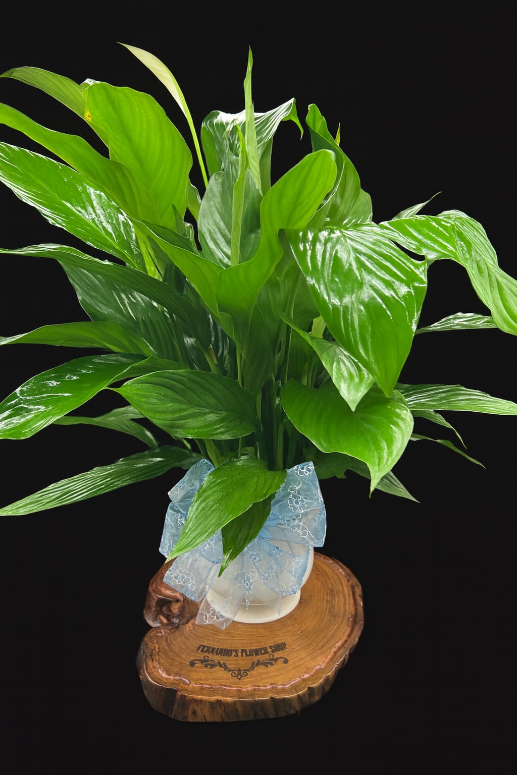 Potted green plant with a blue ribbon on a wooden base