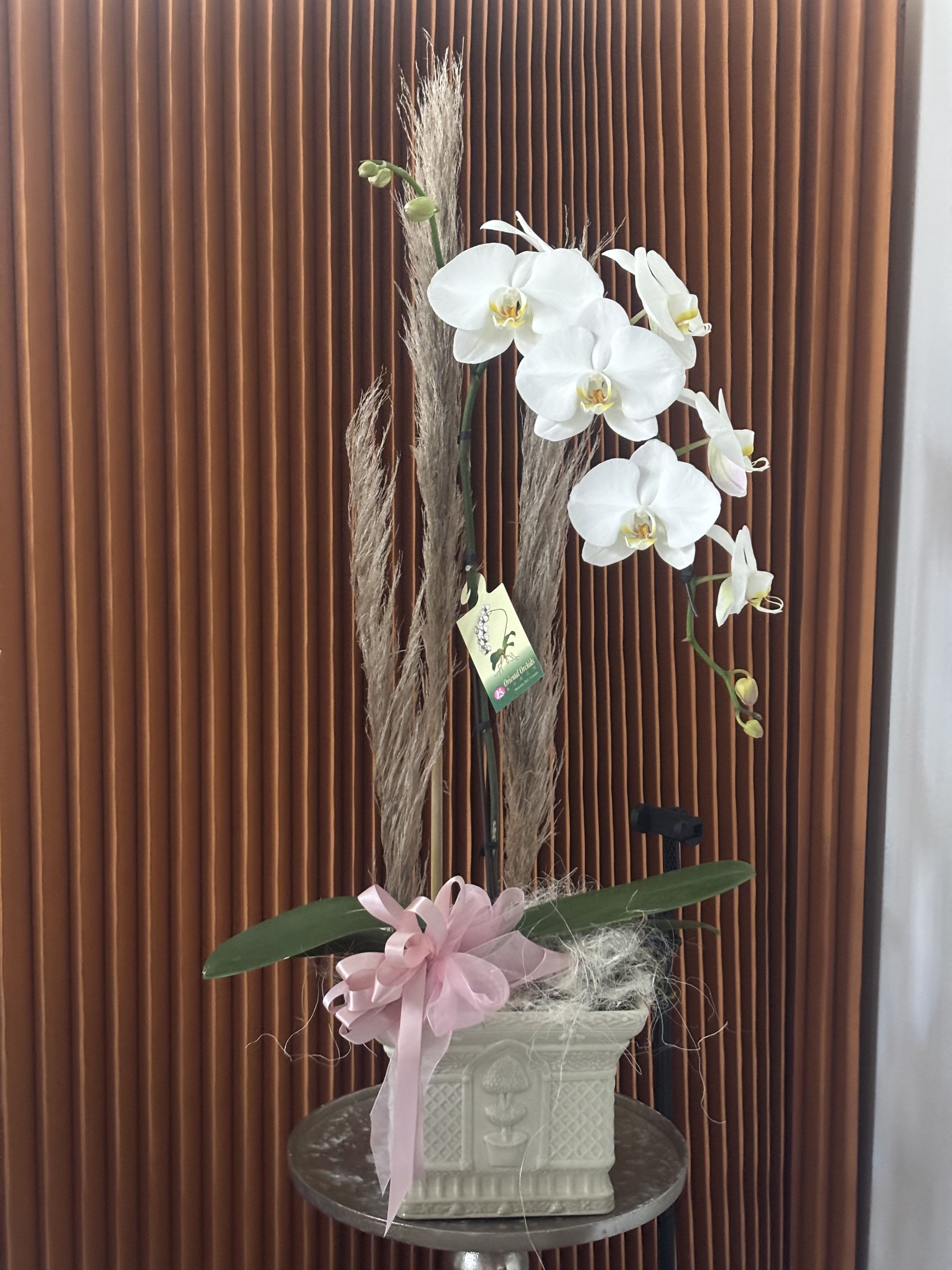 White orchid arrangement in a decorative planter with a pink ribbon