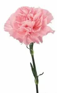 Single pink carnation on a stem against a white background
