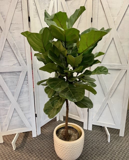 Fiddle Leaf  Fig - A tall plant that will be a lovely addition to any space.
