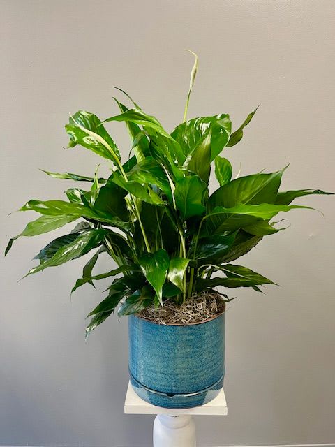 Potted green houseplant in a blue ceramic container