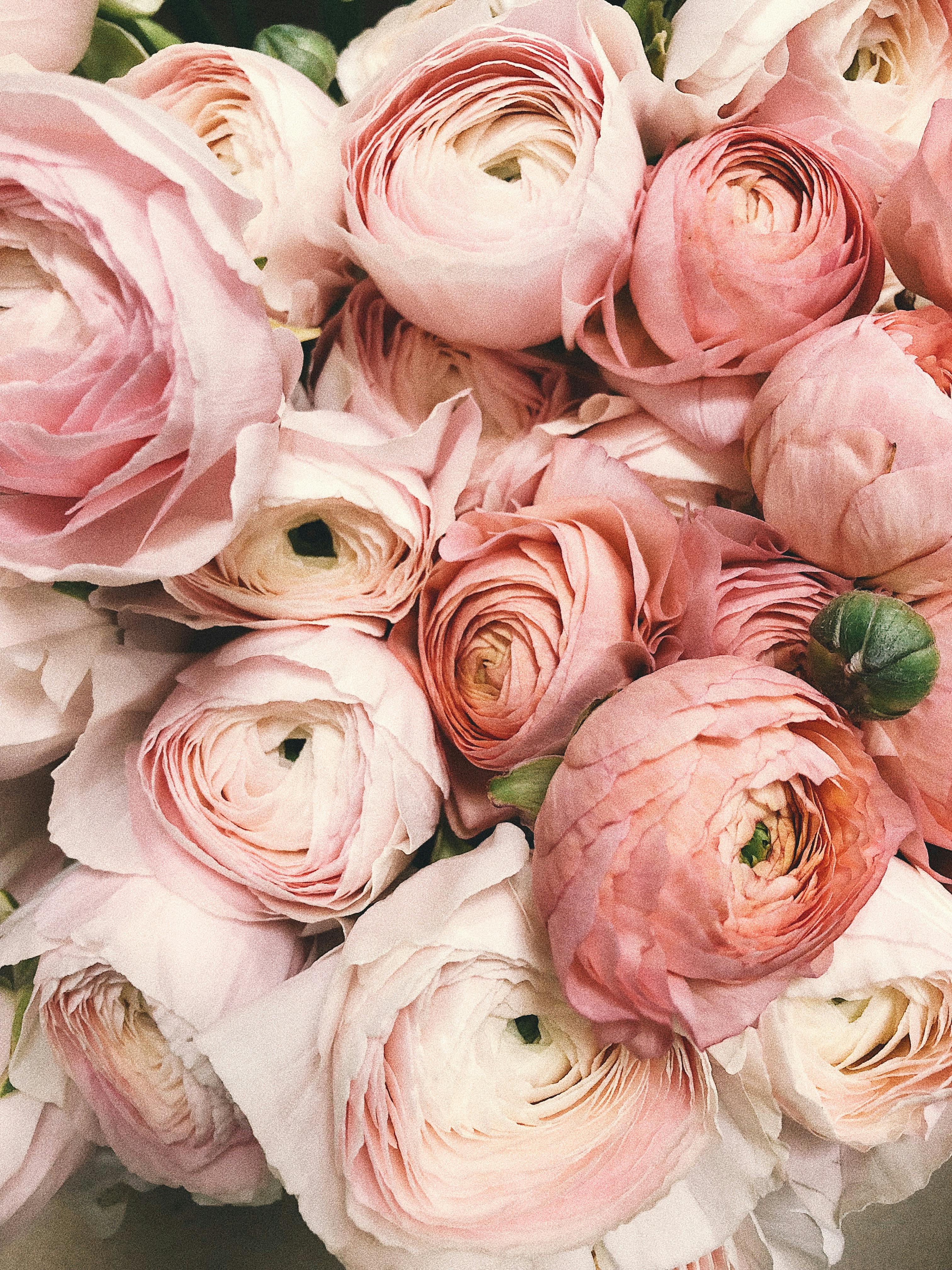 Close-up bouquet of pale pink ranunculus flowers