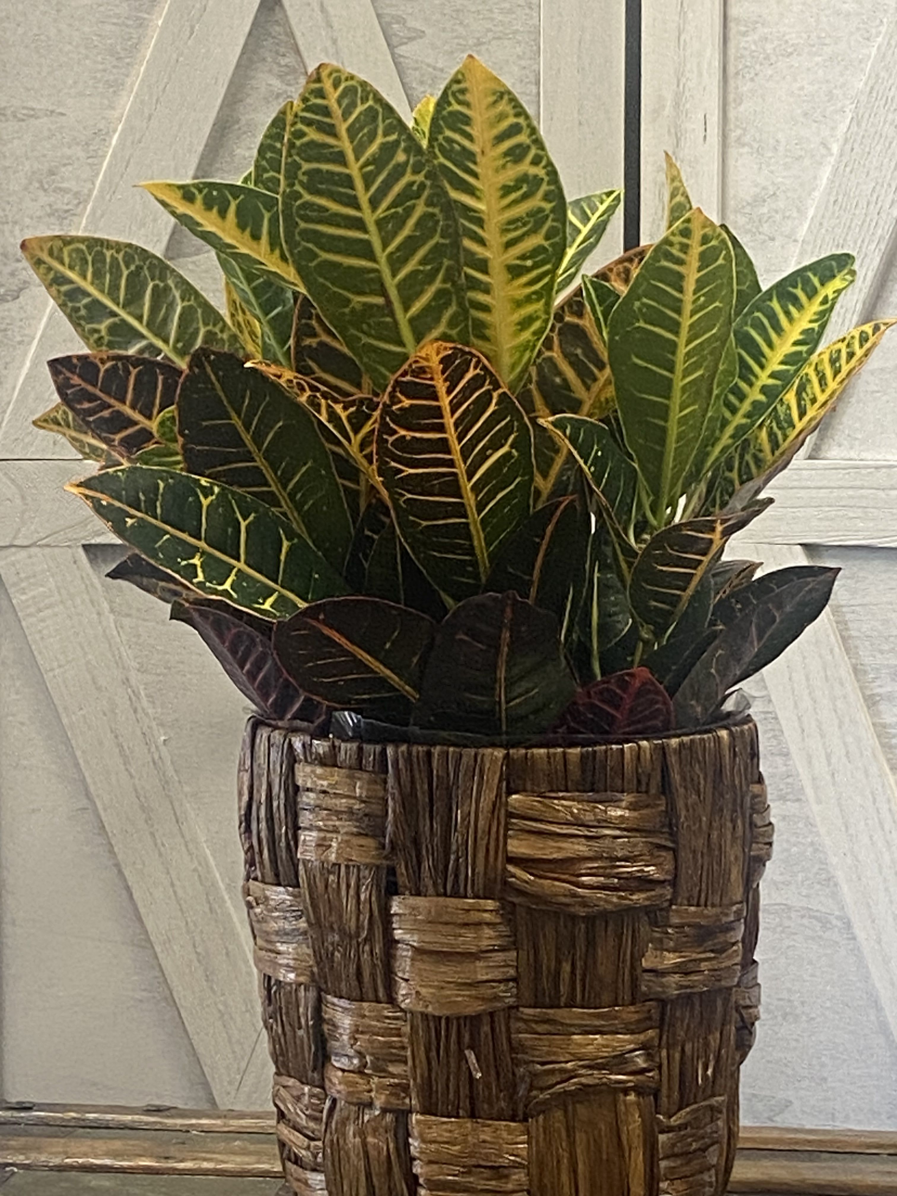Croton - Bright &amp; colorful, the Croton plant features vibrant foliage in shades of green, yellow, orange &amp; red adding beauty to any home or office.