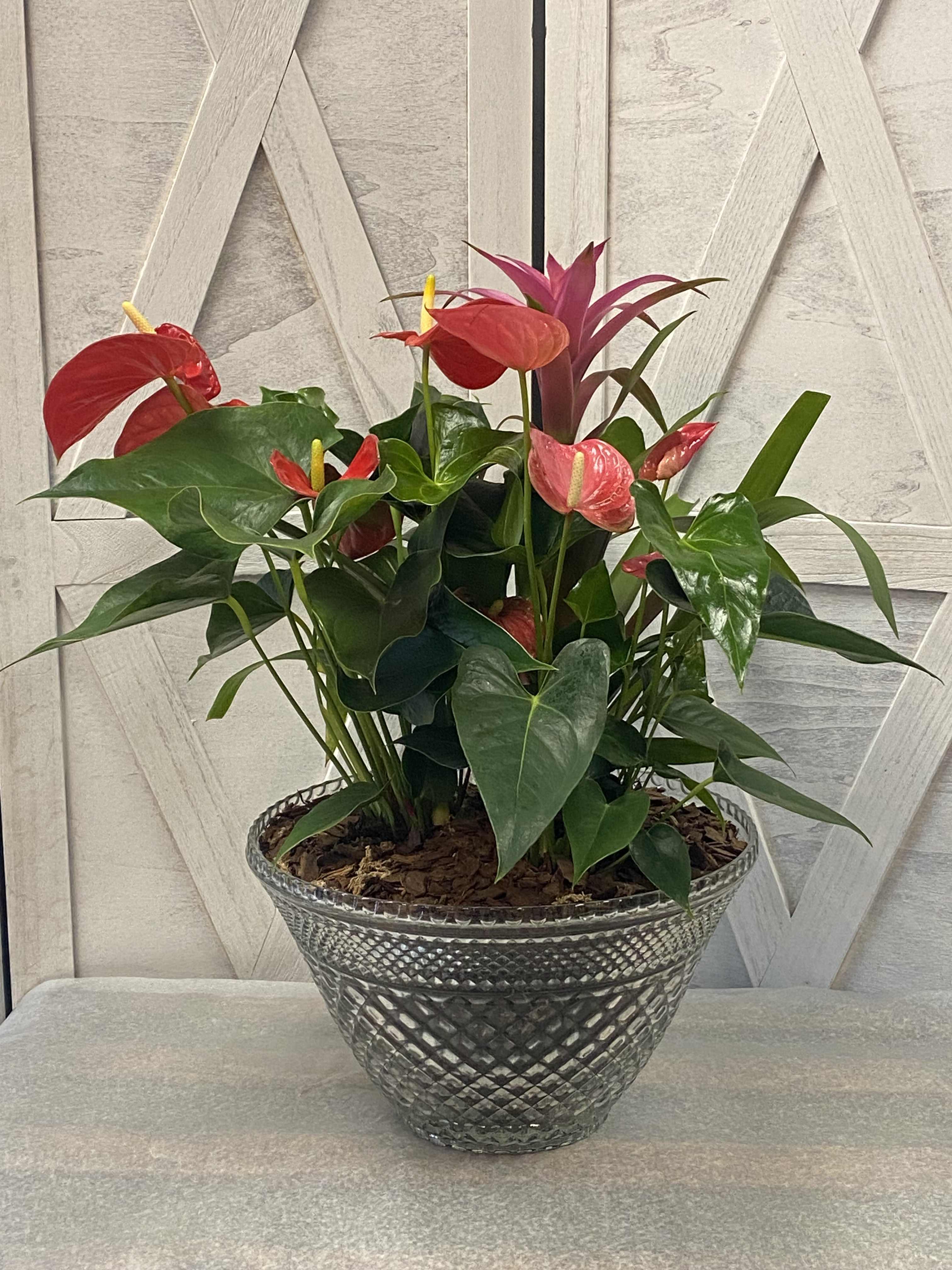Potted anthurium plant with red blooms in a glass bowl