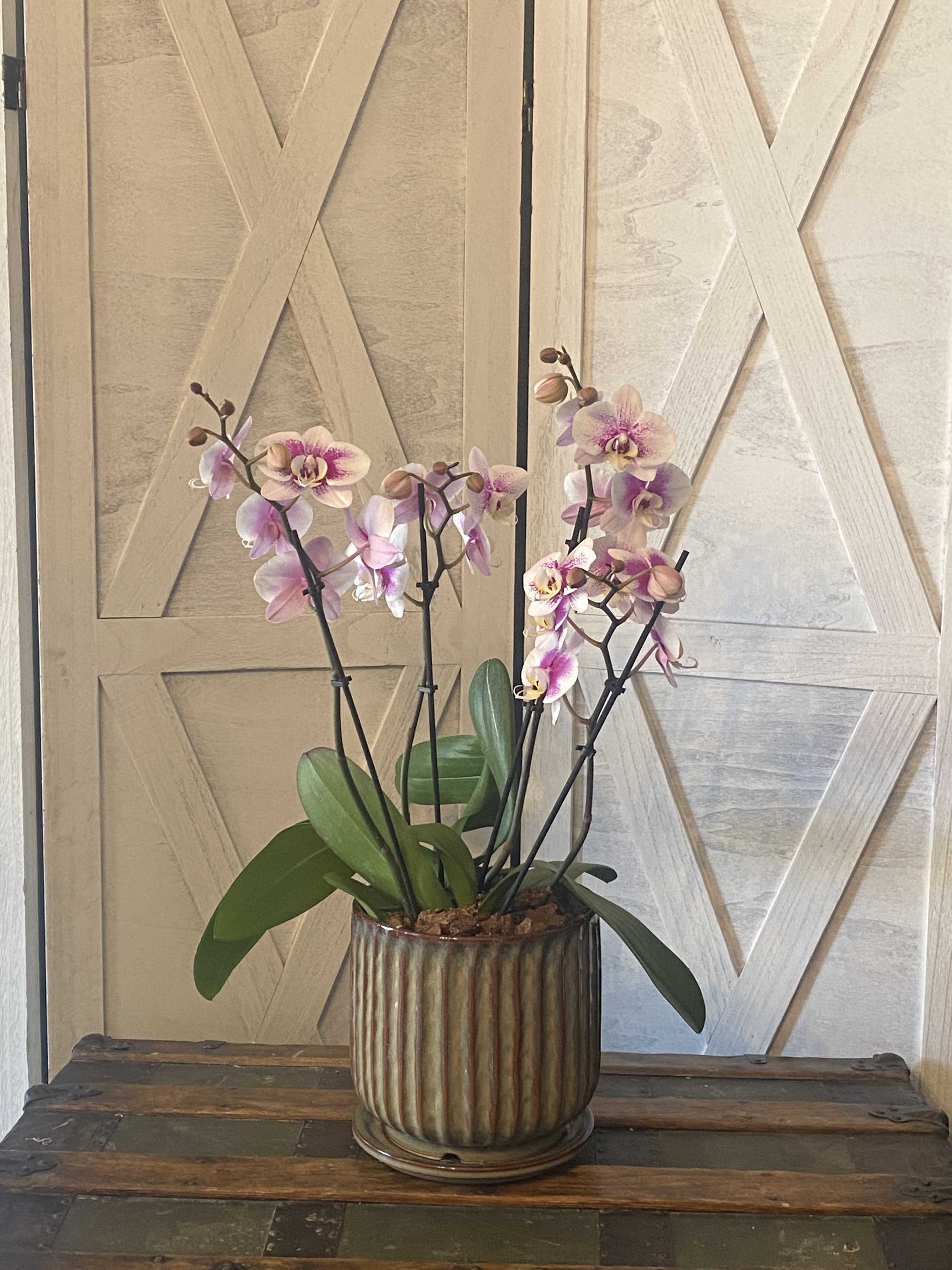 Potted pink and white orchids in a ribbed ceramic planter