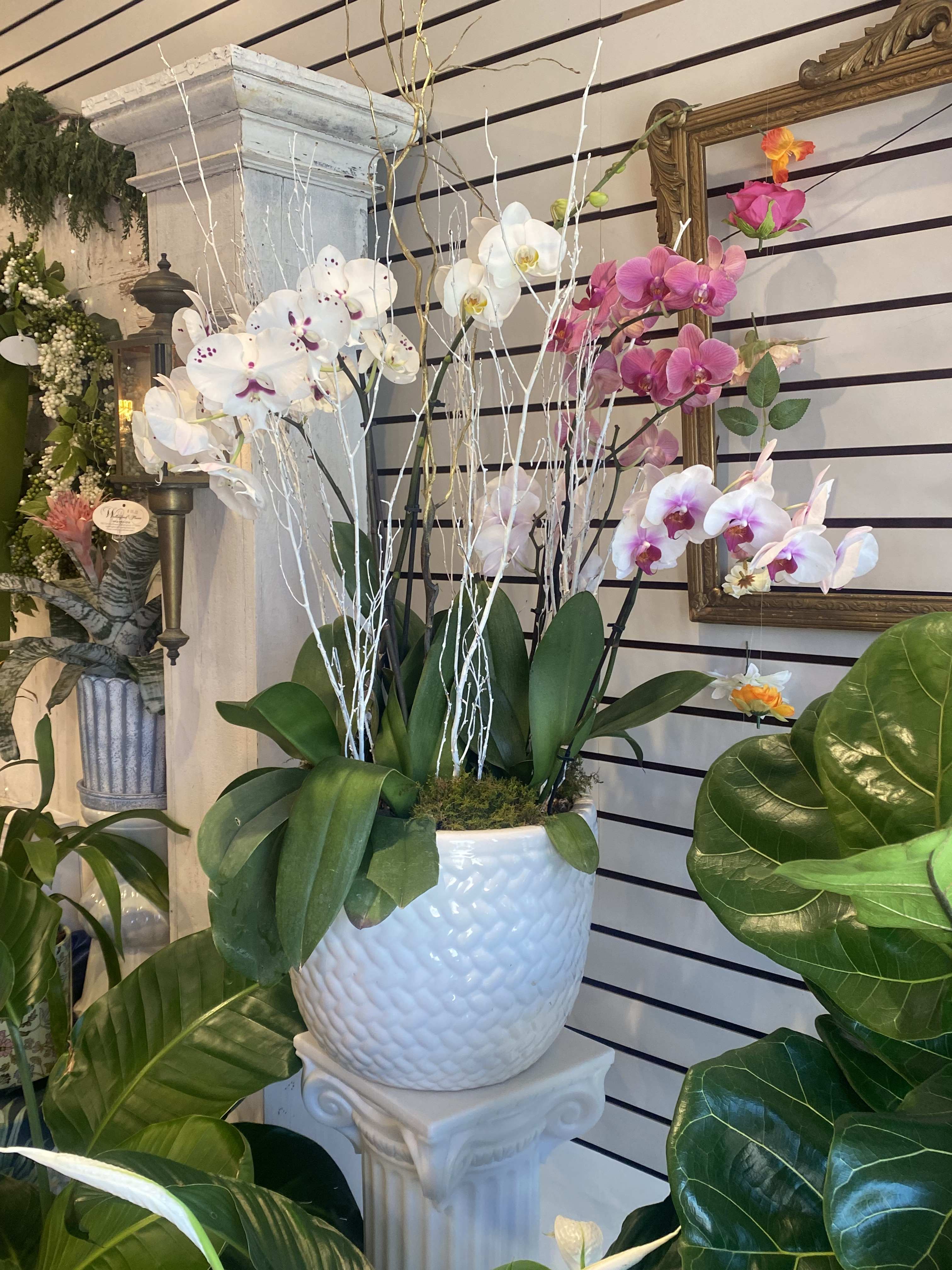 Potted orchids in white and pink arranged in a white ceramic planter