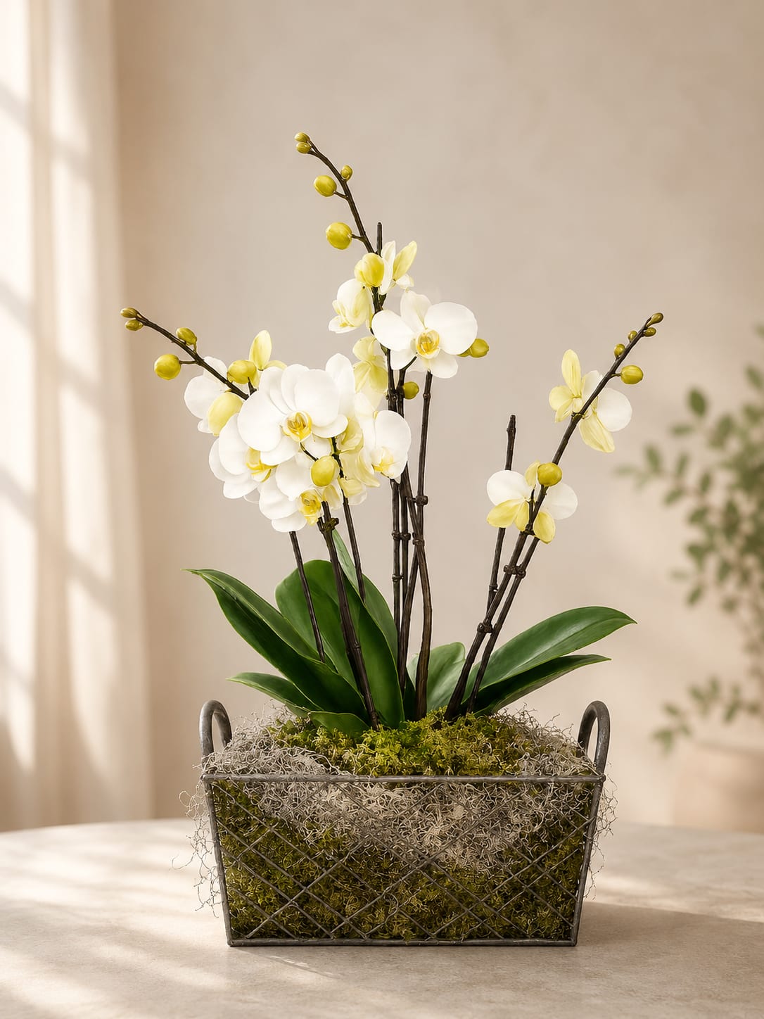 White and pale yellow orchids in a metal basket planter