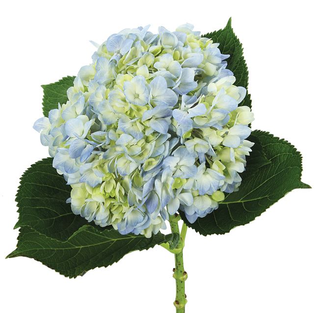 Blue and pale green hydrangea bloom with dark green leaves