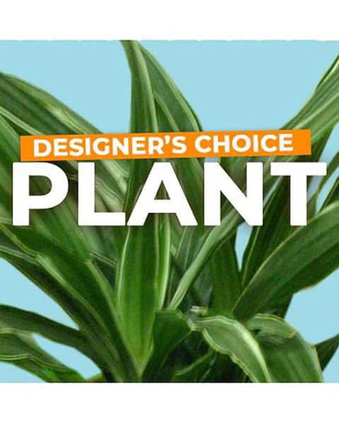 Designer’s choice plant with broad green leaves