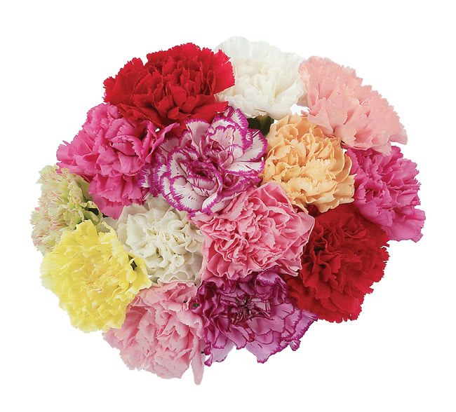 Bouquet of multicolored carnations in pink, red, white, and yellow