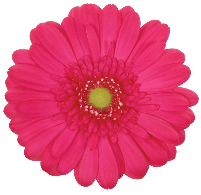 Close-up of a bright pink gerbera daisy bloom