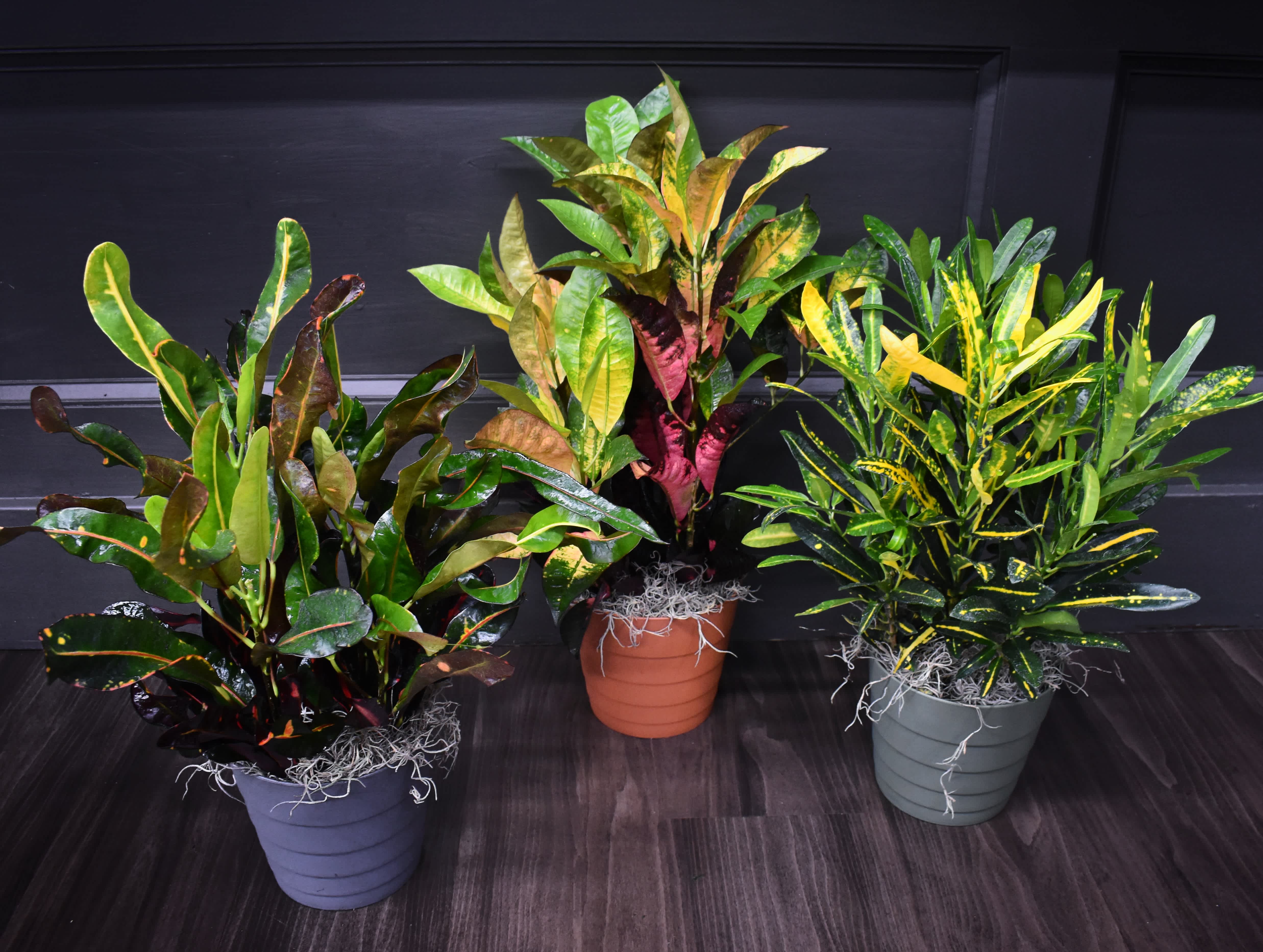 Three potted croton plants with multicolored leaves