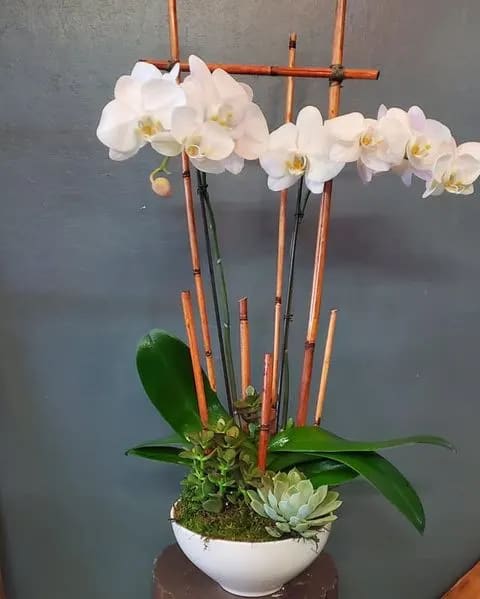White phalaenopsis orchid and succulents in a white bowl with vertical bamboo stakes