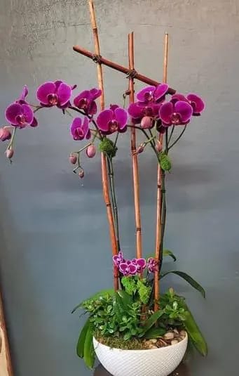 Tall purple phalaenopsis orchids in a white bowl planter with assorted green plants