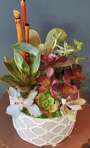 Assorted green and burgundy succulents in a white patterned ceramic pot with vertical wooden sticks.