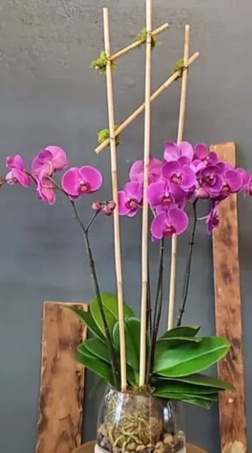 Tall pink phalaenopsis orchid plant in a clear glass vase with bamboo supports.
