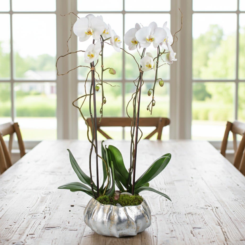 White phalaenopsis orchid plant in a low silver pot on a wooden table
