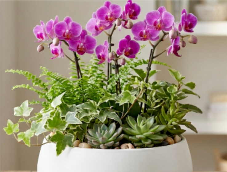 Pink orchids in a white planter with assorted succulents and ivy