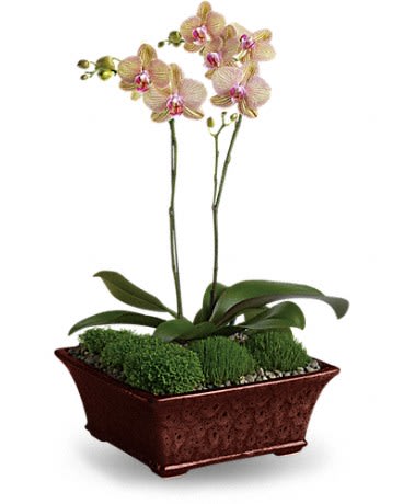 Potted phalaenopsis orchid with pale yellow and pink blooms in a low brown rectangular ceramic planter
