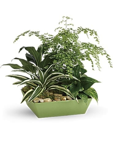 Assorted green houseplants in a low light green rectangular planter with decorative stones