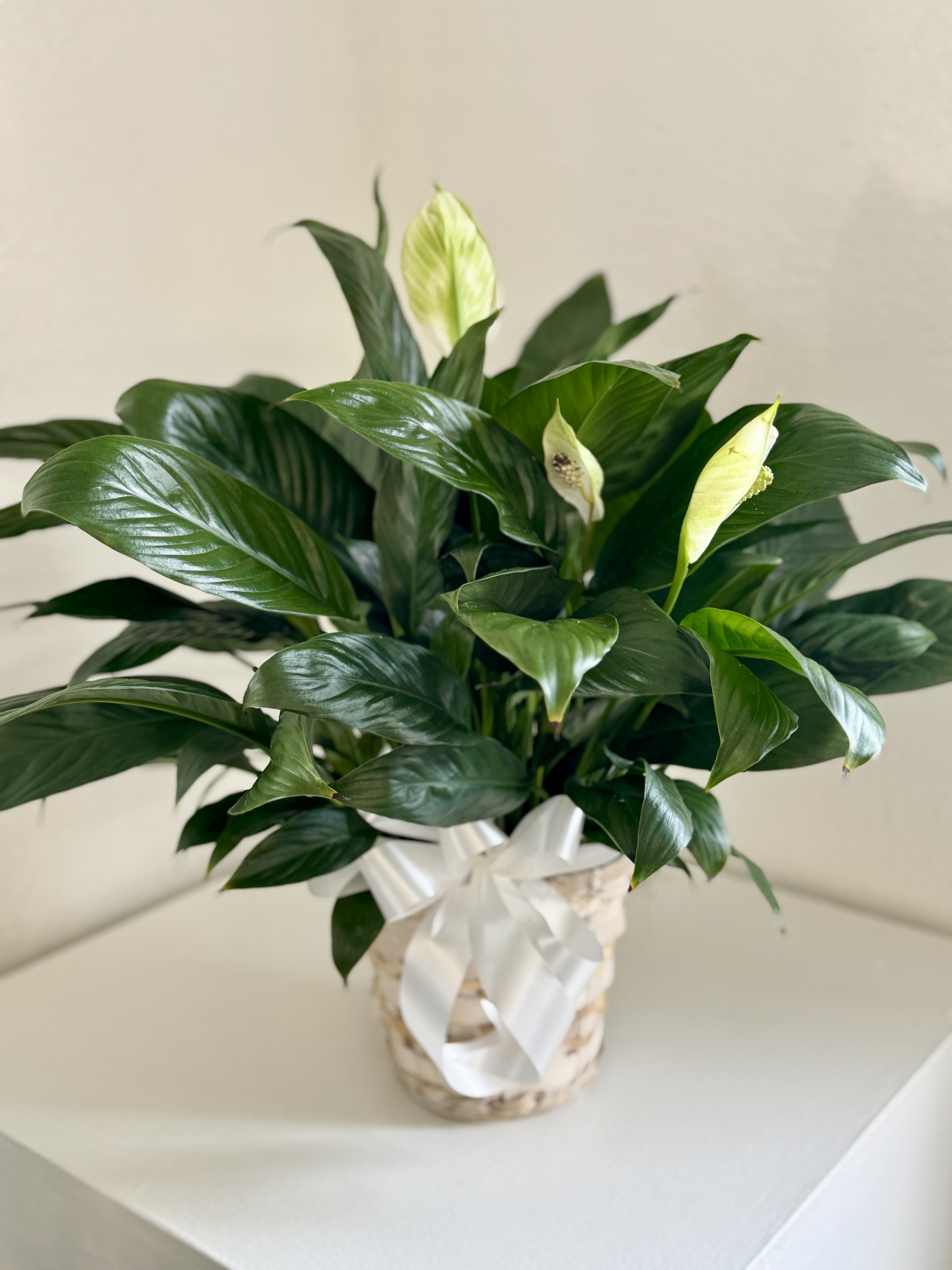Potted peace lily with white blooms and a white ribbon