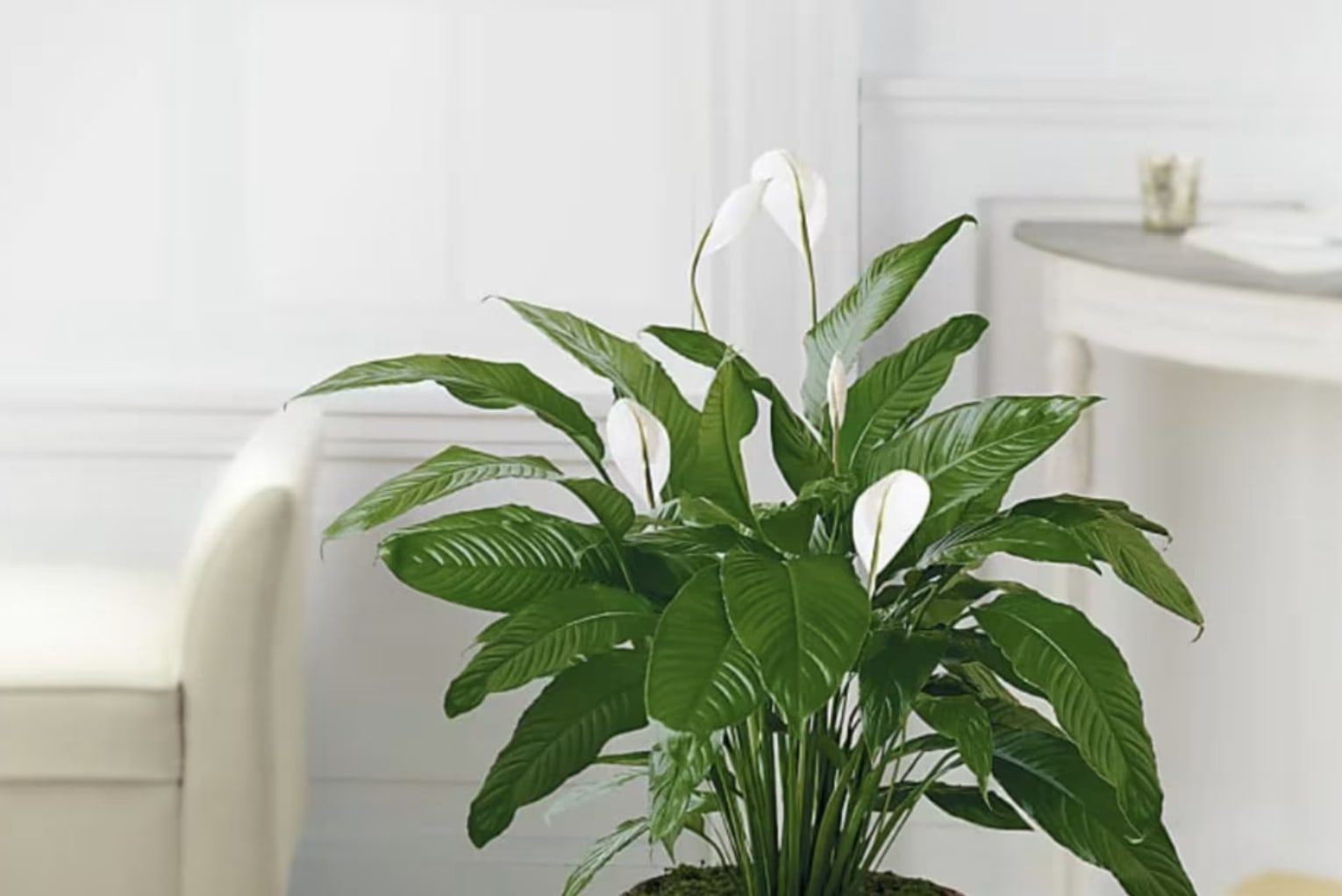 Potted peace lily plant with white blooms in a bright room