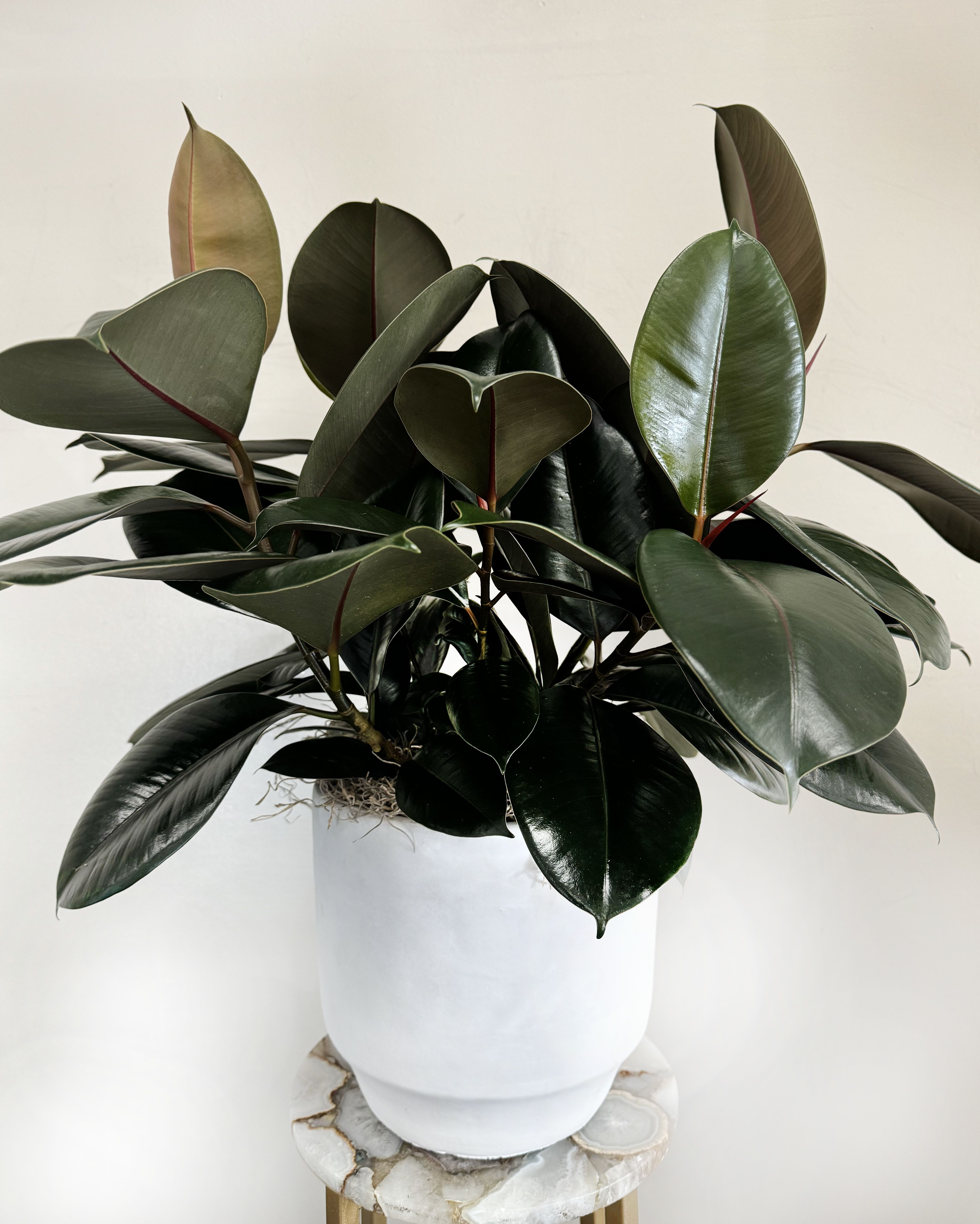 Glossy dark green rubber plant in a white pot on a small stand