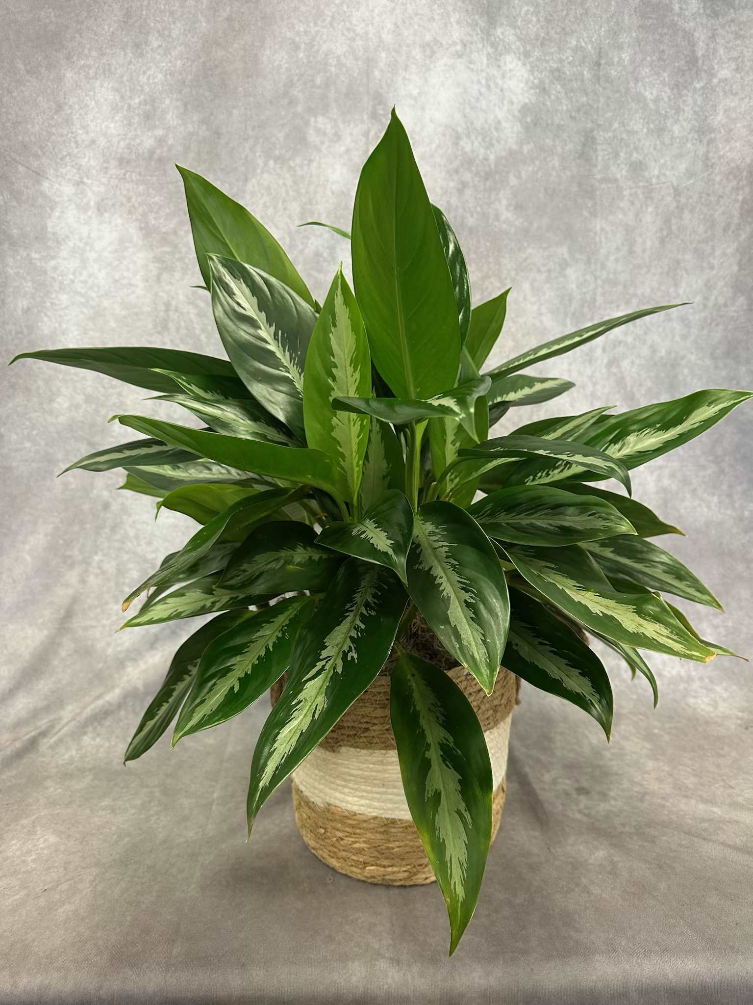 Potted green houseplant with variegated leaves in a woven basket
