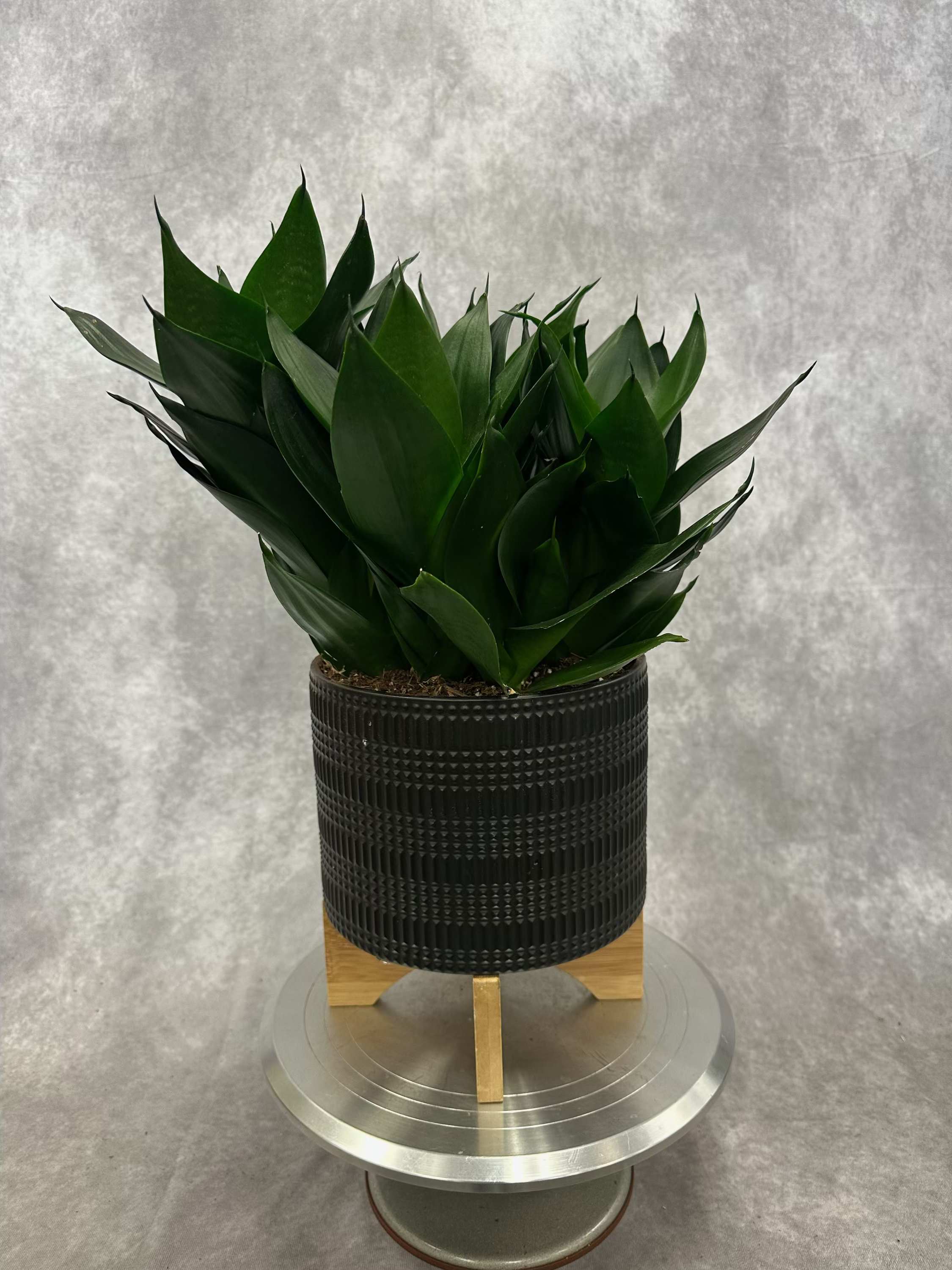 Dark green potted plant in a textured black container on a stand