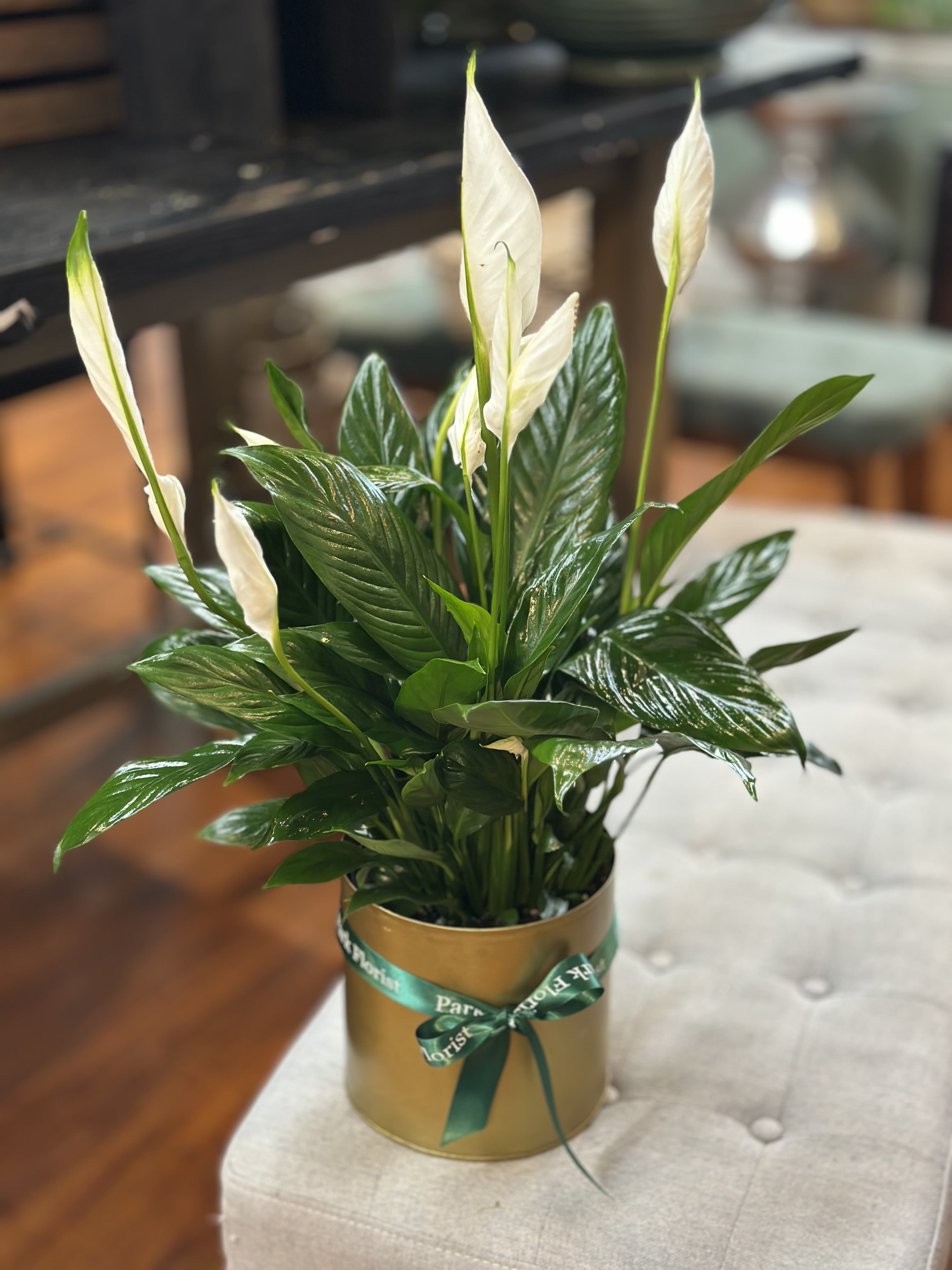 Potted peace lily with tall white blooms in a gold container tied with a green ribbon