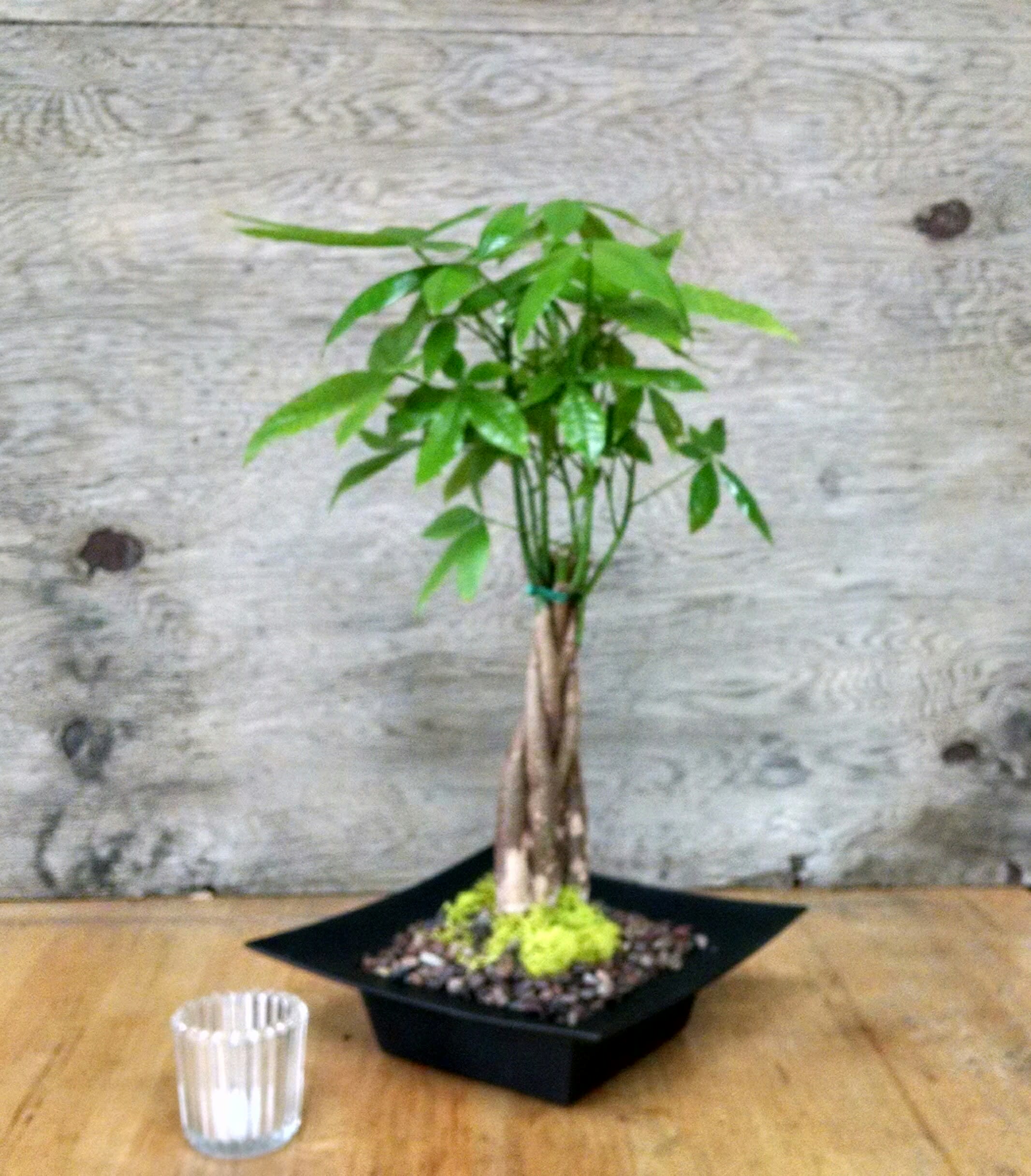 Zen Money Tree - Money tree in a Zen container 