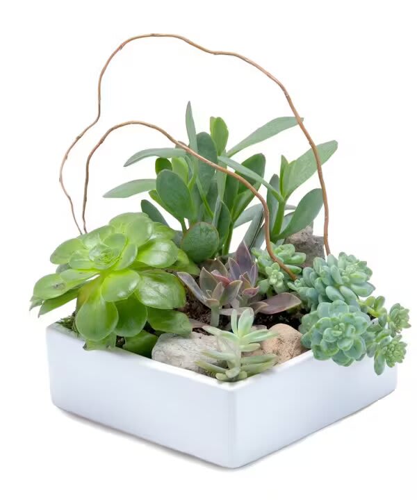 STUNNING SUCCULENT GARDEN - Popular and easy care succulents in a ceramic container make a stunning garden.   Container may vary depending on availability. Please note that each Stunning Succulent Garden is unique and may vary slightly in regards to appearance.