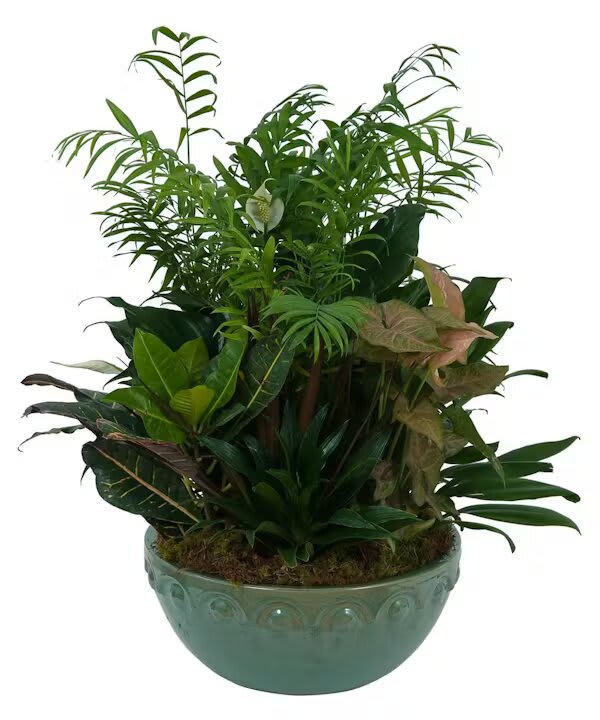 LARGE DISH GARDEN - This beautiful combination of lush green plants is the perfect gift for any occasion. Container may vary.  