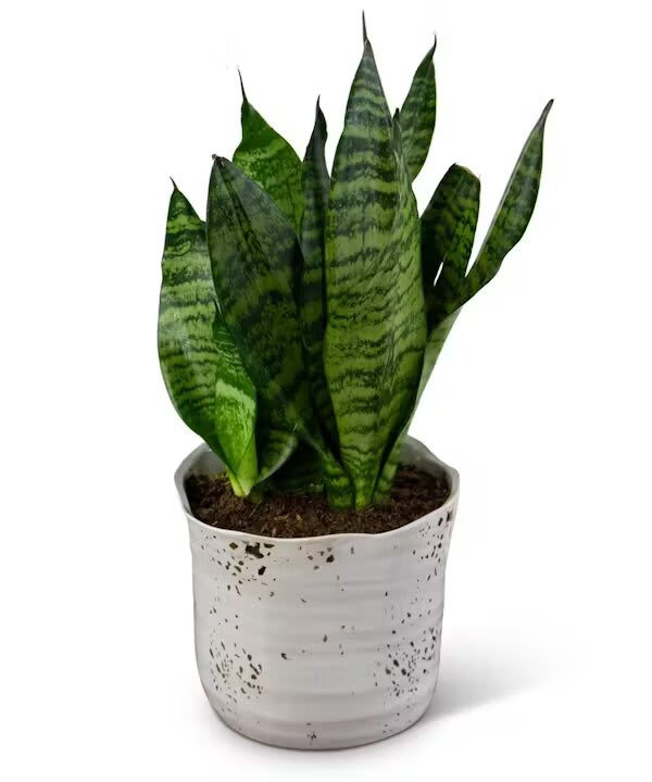 SNAKE PLANT - The Snake Plant is also known as the Mother In Laws Tongue. Native to South Africa, this plant will grow great both indoors and outdoors. Container may vary.  