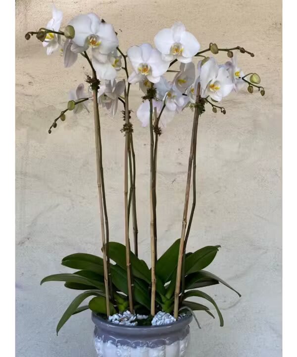 ORCHID TRIO PLANT  - Three white 4 inch orchid plants in ceramic container.  The Orchid Trio Plant from Morningside Florist is an exquisite manifestation of elegance and serenity. Comprising three white 4-inch orchid plants, each poised in a state of blooming grace, this arrangement is a luxurious symbol of sophistication. Orchids have a reputation for their exotic beauty and delicate structure, making them a gift that speaks volumes of your high regard for the recipient.  Nestled within a tasteful ceramic container, the trio of orchids stands tall, their slender stems leading to a canopy of pristine white blossoms. The flowers' ethereal white hue conveys purity, peace, and a sophisticated charm, while the green of their leaves brings a vibrant contrast that emphasizes the plants' natural beauty. This arrangement isn’t just a gift; it’s a statement piece that can enhance any interior, bringing a touch of refined nature to both home and office spaces. Moreover, orchids are long-lasting and require minimal care, offering a lasting reminder of your thoughtful gesture. Gifting the Orchid Trio Plant from Morningside Florist can be a gesture of many sentiments — a thank you, a gesture of sympathy, or a celebration of a significant milestone. It’s a versatile and enduring gift, perfect for those moments when you want to leave a lasting impression with something truly special and breathtaking.