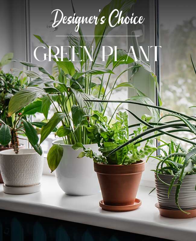 GREEN PLANT - Pick a price point, and our expert designers will choose the best green plant to send to your recipient. Rejuvenate the home or office for any occasion, including expressions of thanks, congratulations, love, get well or even just because!
