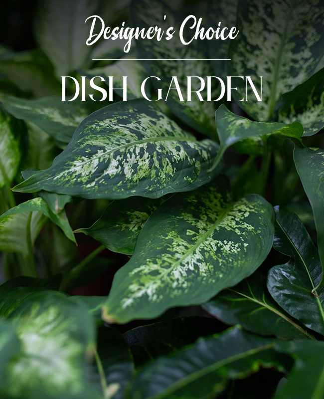 DISH GARDEN - Pick a price point, and our expert designers will create a green plant dish garden for your special recipient.  Rejuvenate the home or office for any occasion, including expressions of thanks, congratulations, love, get well or even just because!