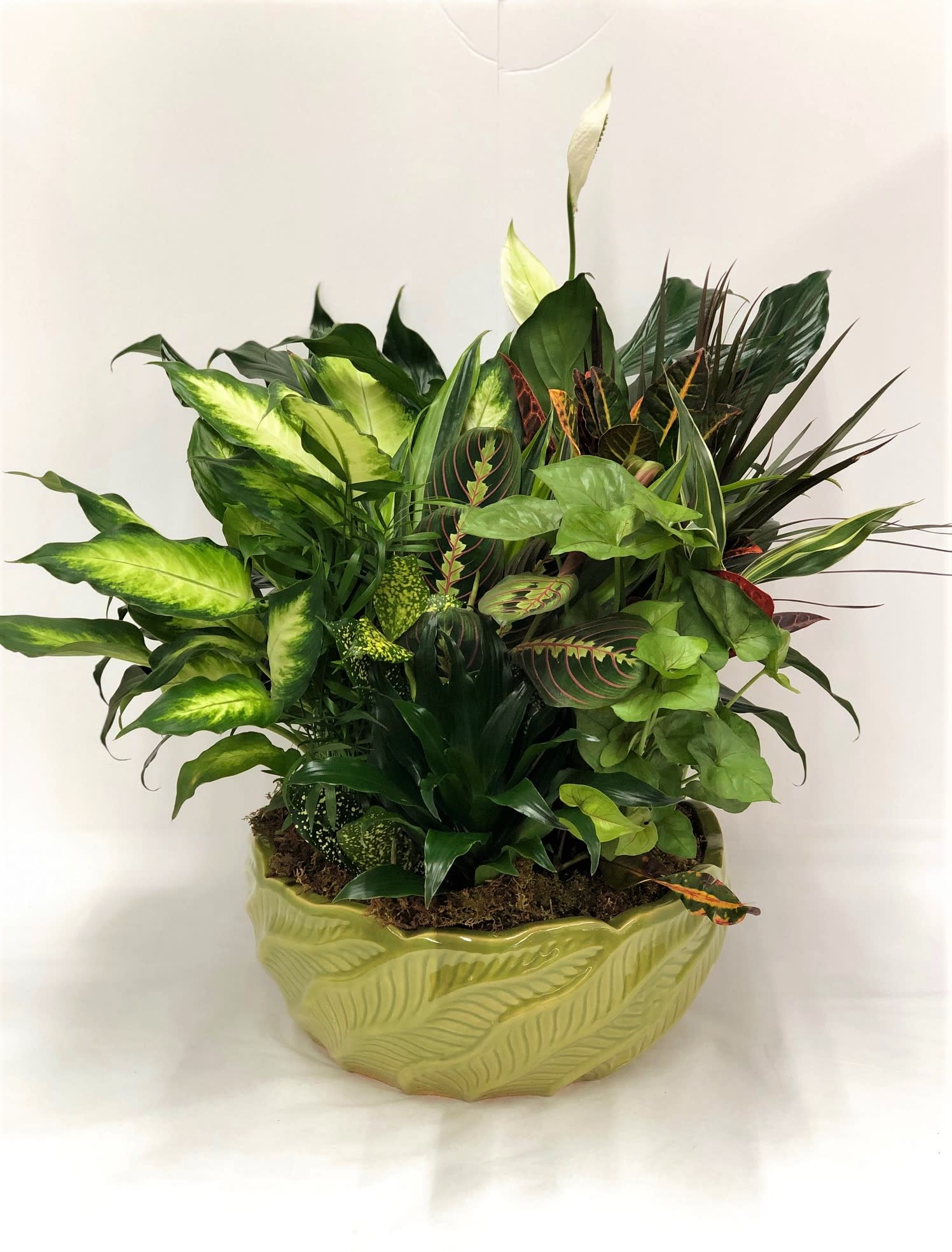 Lush green houseplant arrangement in a leaf-shaped ceramic planter