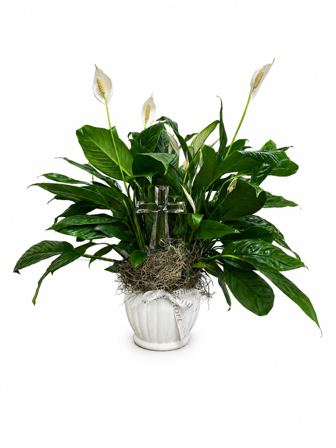 Peace Lily With Crystal Cross - A serene display of glossy green foliage and pure white spathes, this peace lily arrangement is ideal as a sympathy or devotional gift. The peace lily plant and glass cross make it a fitting choice for memorial services, funerals, or to comfort someone mourning-an understated way to say you're thinking of them and honoring a faith-centered moment.  The plant sits in a clean white ceramic pot and is finished with a delicate light ribbon and a clear glass cross tucked among the leaves, creating a calm, formal presentation. Broad, layered green leaves form a lush, upright mound while several white spathes rise above the foliage for visual contrast and quiet elegance. The compact, full composition works well on a mantel, chapel table, or beside a bedside.  Perfect for sending condolences or as a religious gift to express sympathy and support, this peace lily offers lasting, low-maintenance beauty: keep it in bright, indirect light, water moderately when the topsoil feels dry, and it will continue to provide a peaceful presence. Ordering is simple-choose delivery to a service, home, or hospital to ensure the recipient feels comforted and remembered.
