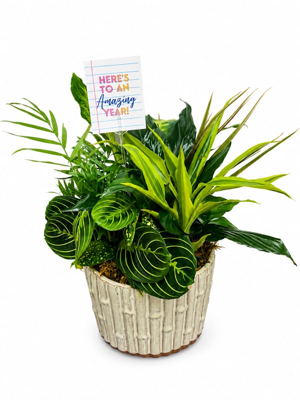 Rooted For  Success - Celebrate the start of a new school year with Rooted for Success, a lush green dish garden designed to inspire growth, encouragement, and lasting appreciation. Filled with a beautiful assortment of easy-care green plants in a decorative container, this living gift is a thoughtful way to recognize teachers, principals, school staff, students, or anyone beginning a new chapter. Its long-lasting beauty serves as a daily reminder that success grows with care, dedication, and perseverance.  Whether you're welcoming a new teacher, wishing a student a successful school year, or showing appreciation to an educator, Rooted for Success is a meaningful gift that continues to grow long after the first day of school. We proudly offer local dish garden delivery to Smyrna, Mableton, Marietta, Powder Springs, and Austell, making it easy to send your best wishes throughout the community.