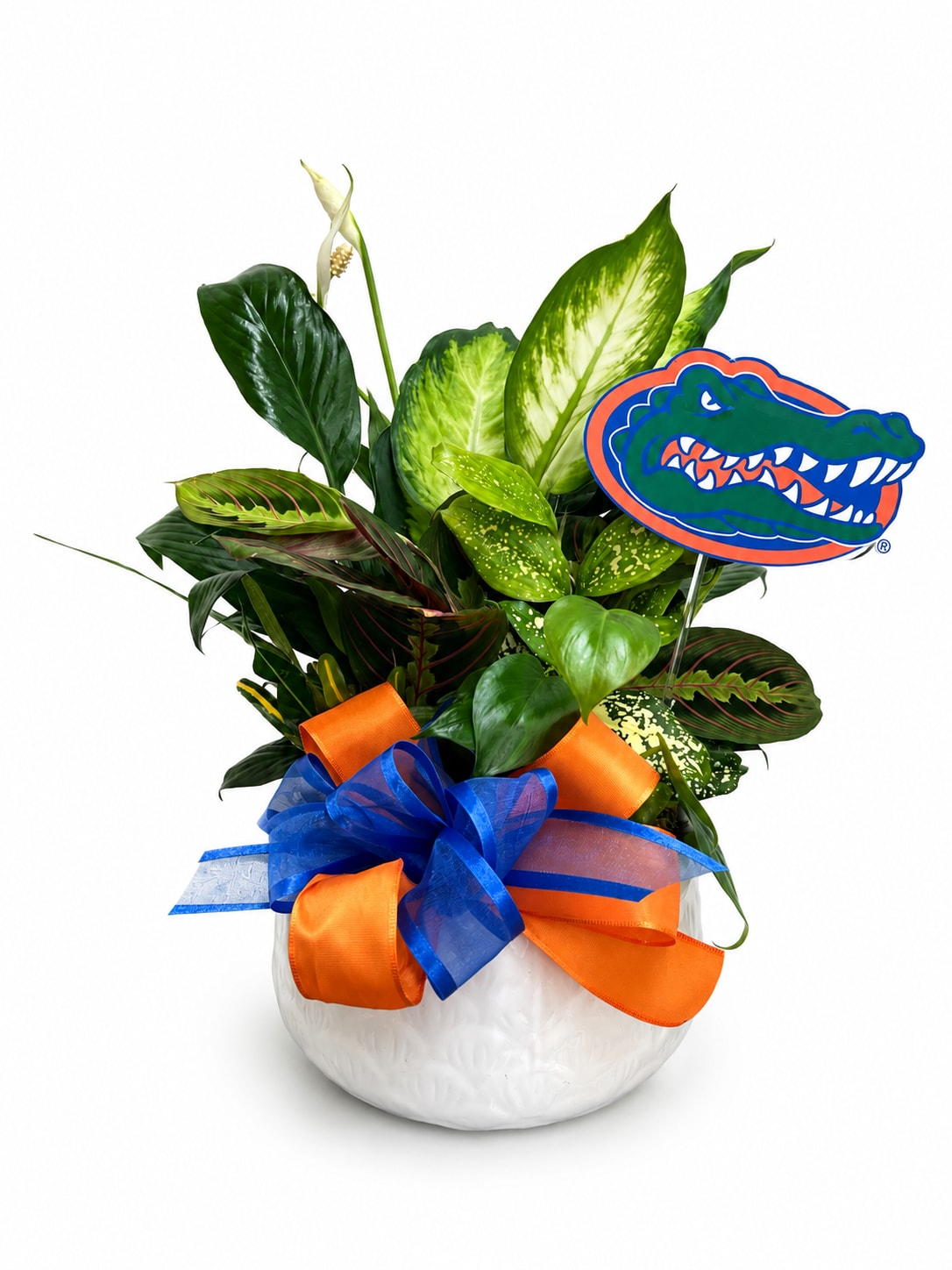 Mixed tropical plant arrangement in a white bowl with orange and blue ribbons