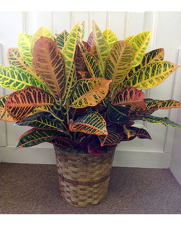 Potted croton plant with multicolored leaves in a woven basket