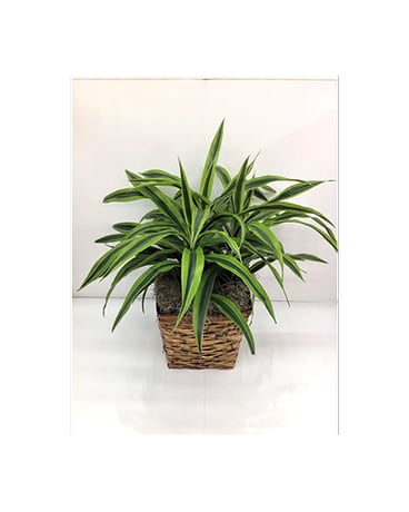 Potted green houseplant in a woven basket planter