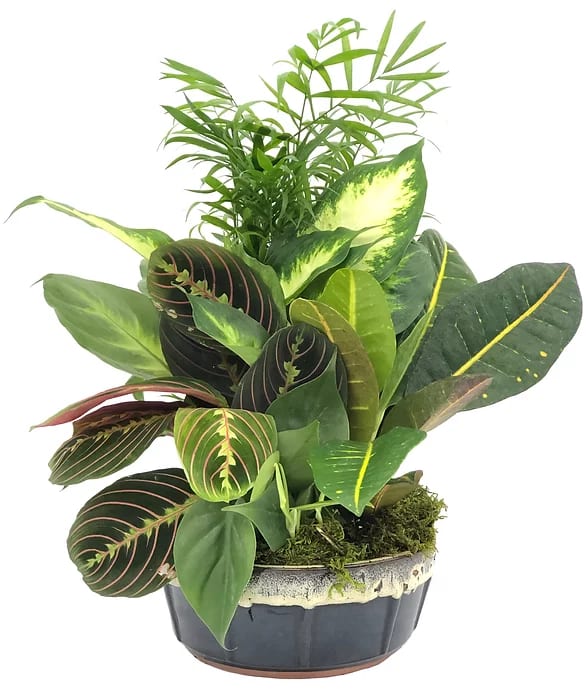 Mixed green houseplant arrangement in a dark ceramic pot