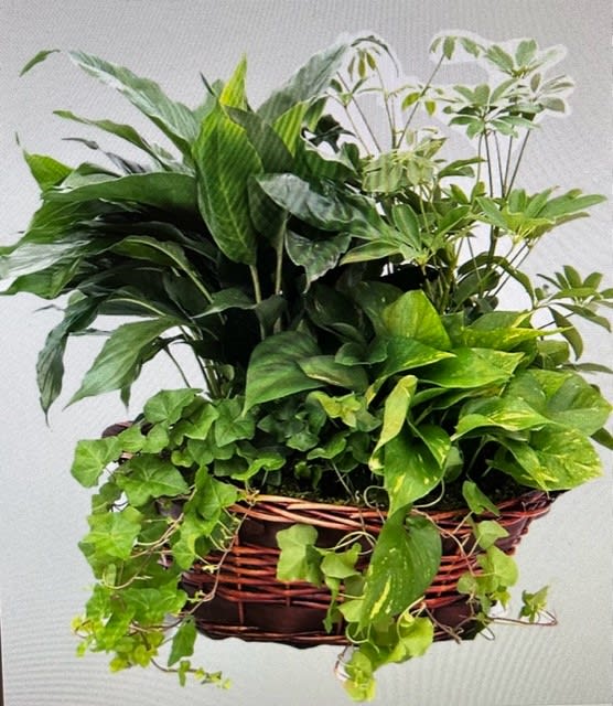  Extra Large Laundry D Dish Garden Basket - A layered, living garden gathered in a low woven wicker basket - this extra large dish garden brings a calm, green presence to any room and makes a thoughtful housewarming, get well, sympathy, or just-because gift. The mixed houseplants, including sculptural air plants, rise in height from a central cluster of broad upright foliage while medium-height plants and trailing vines spill over the basket's edge, creating a lush, textured display that reads fresh and modern for spring, autumn, or year-round décor.  Leaves range from deep emerald to bright lime with variegated patterns that add visual contrast and tactile interest. The arrangement arrives in a sturdy brown wicker laundry-style basket accented with fresh carnations and a tasteful bow for extra polish. At approximately 26" tall and 24" wide, it fills tabletops, entry consoles, and office corners without overwhelming the space and requires only basic care for long-lasting enjoyment.  Perfect for Mother's Day, Father's Day, birthdays, anniversaries, holidays, retirements, graduations, or as a gentle sympathy or get-well gesture, this living gift quietly says you're thinking of them. 