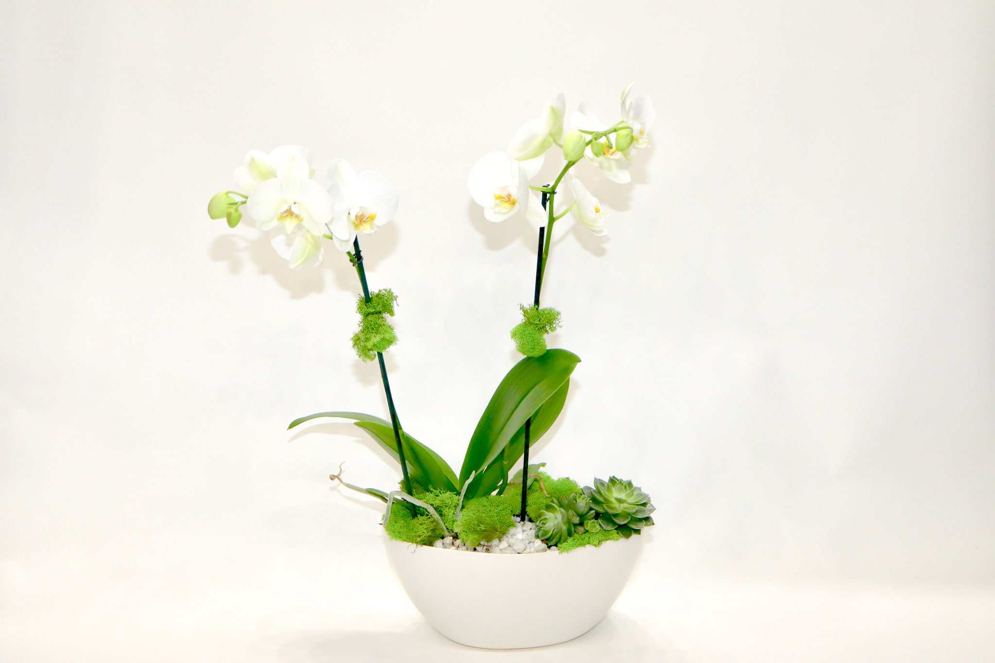 White orchids in a white bowl with succulents and moss