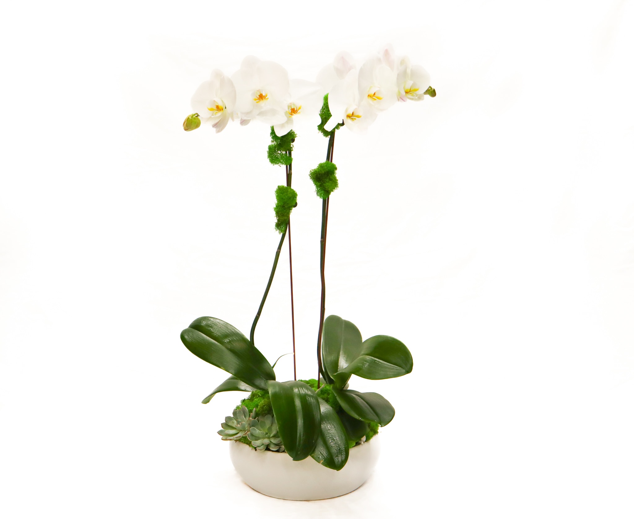 White orchid plant in a low ceramic pot with succulents