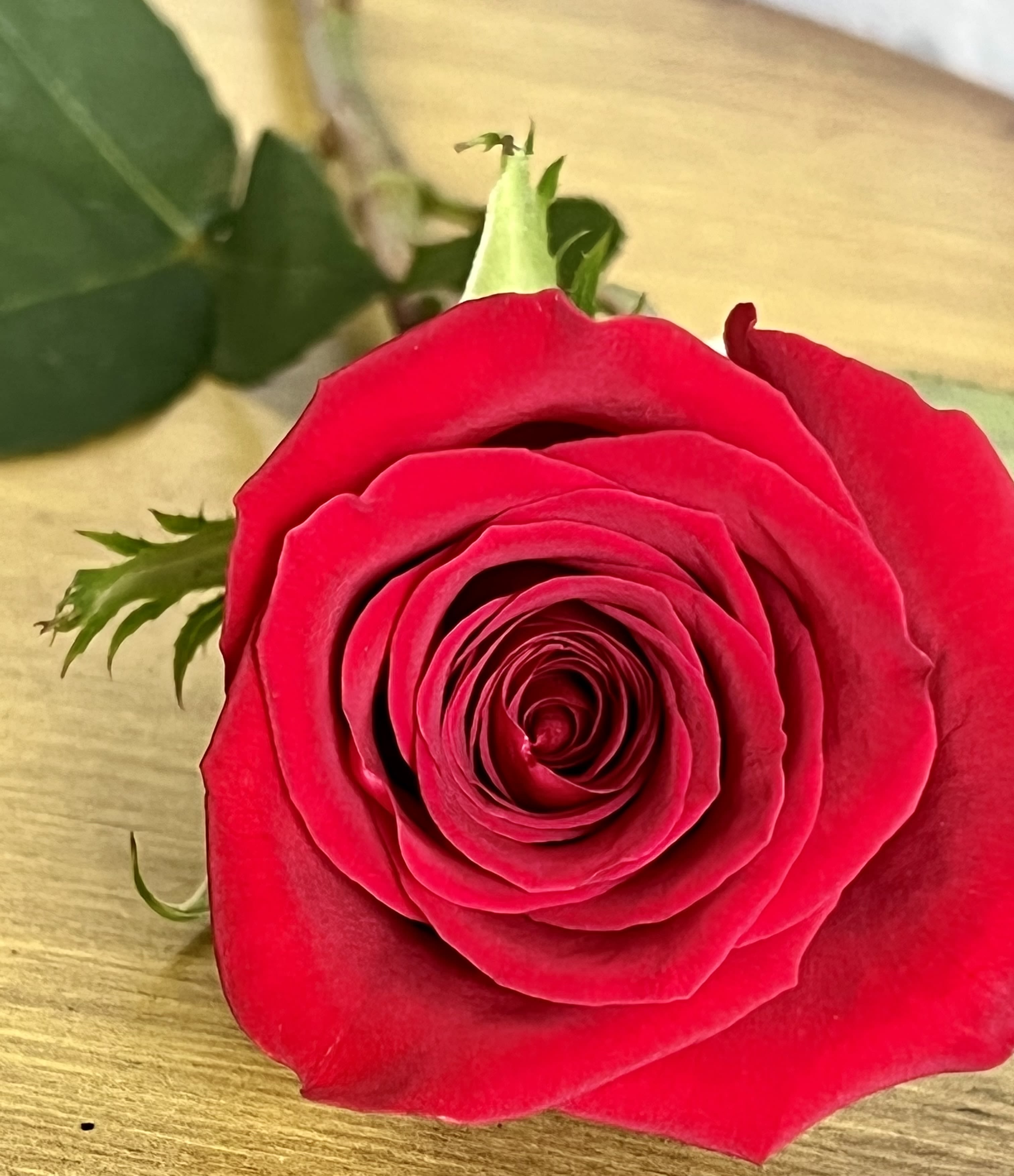 Close-up of a single red rose on a wooden surface
