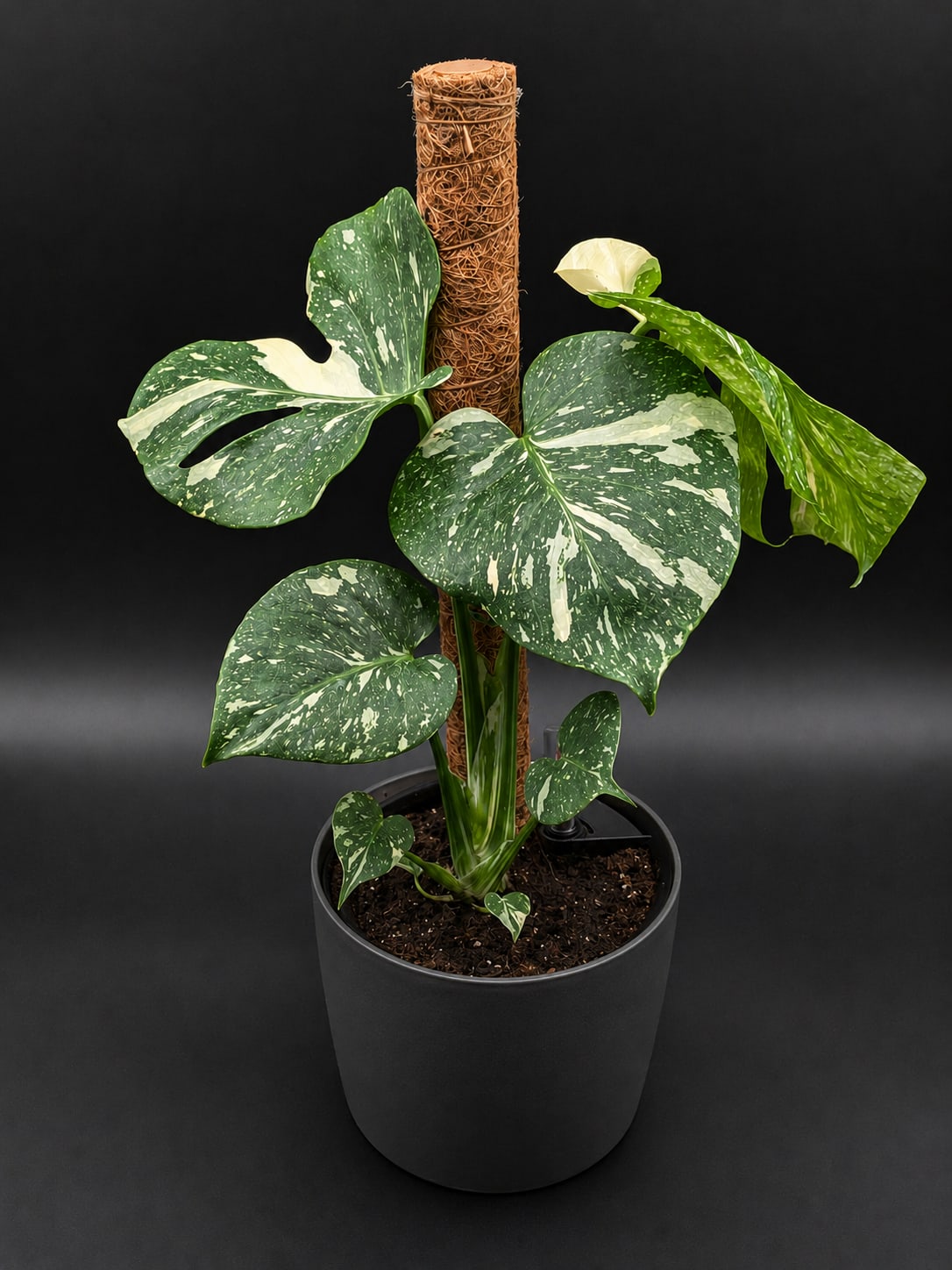 Variegated monstera plant in a black pot with a moss pole