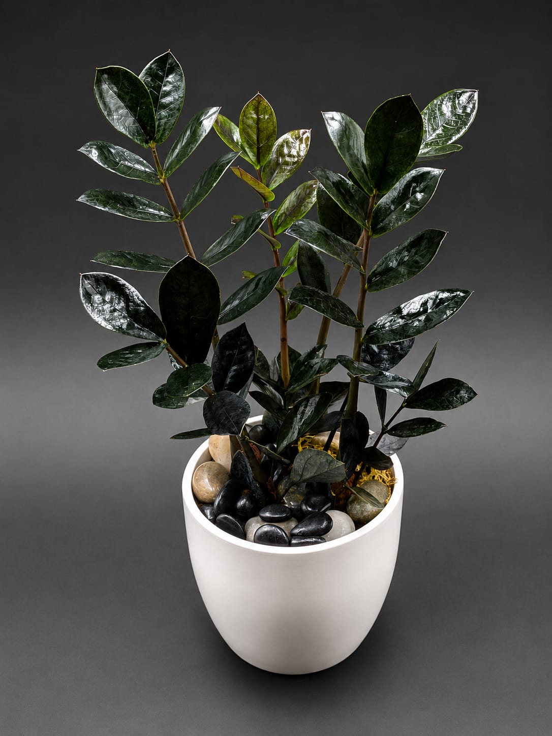 Potted plant with glossy dark green leaves in a white ceramic pot